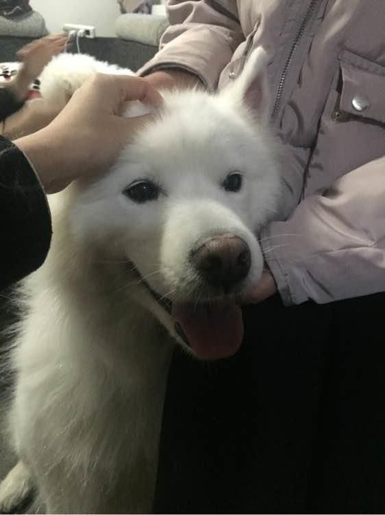 萨摩耶放农村三个月,老妈当成土狗养,成功转型菜地一霸! 萨摩耶放农村三个月,老妈当成土狗养,成功转型菜地一霸!