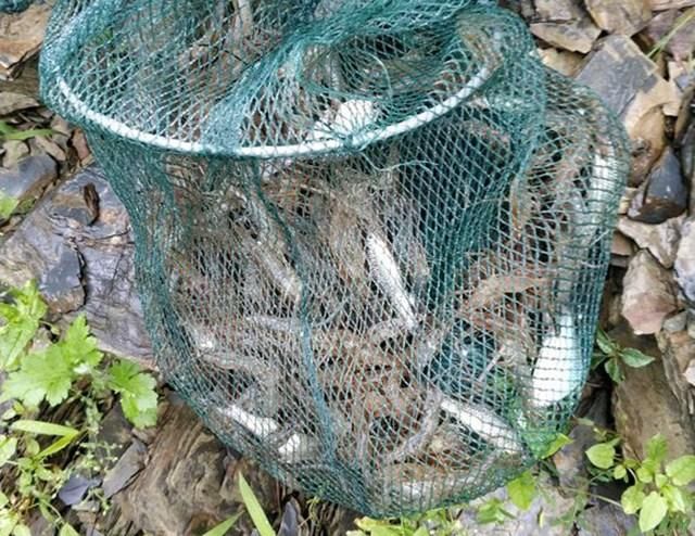 原来地笼抓鱼比钓鱼容易的多!