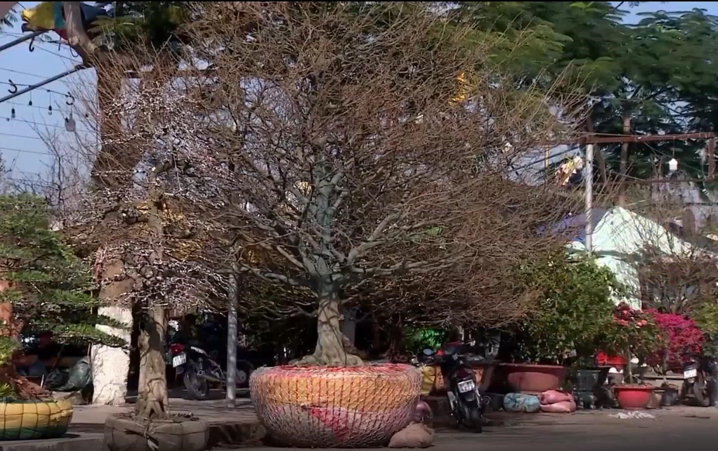 越南“年过半百”黄杏树天价售出