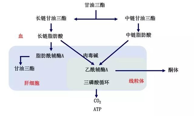 丙泊酚乳状注射液,与中/长链脂肪乳注射液有啥区别?