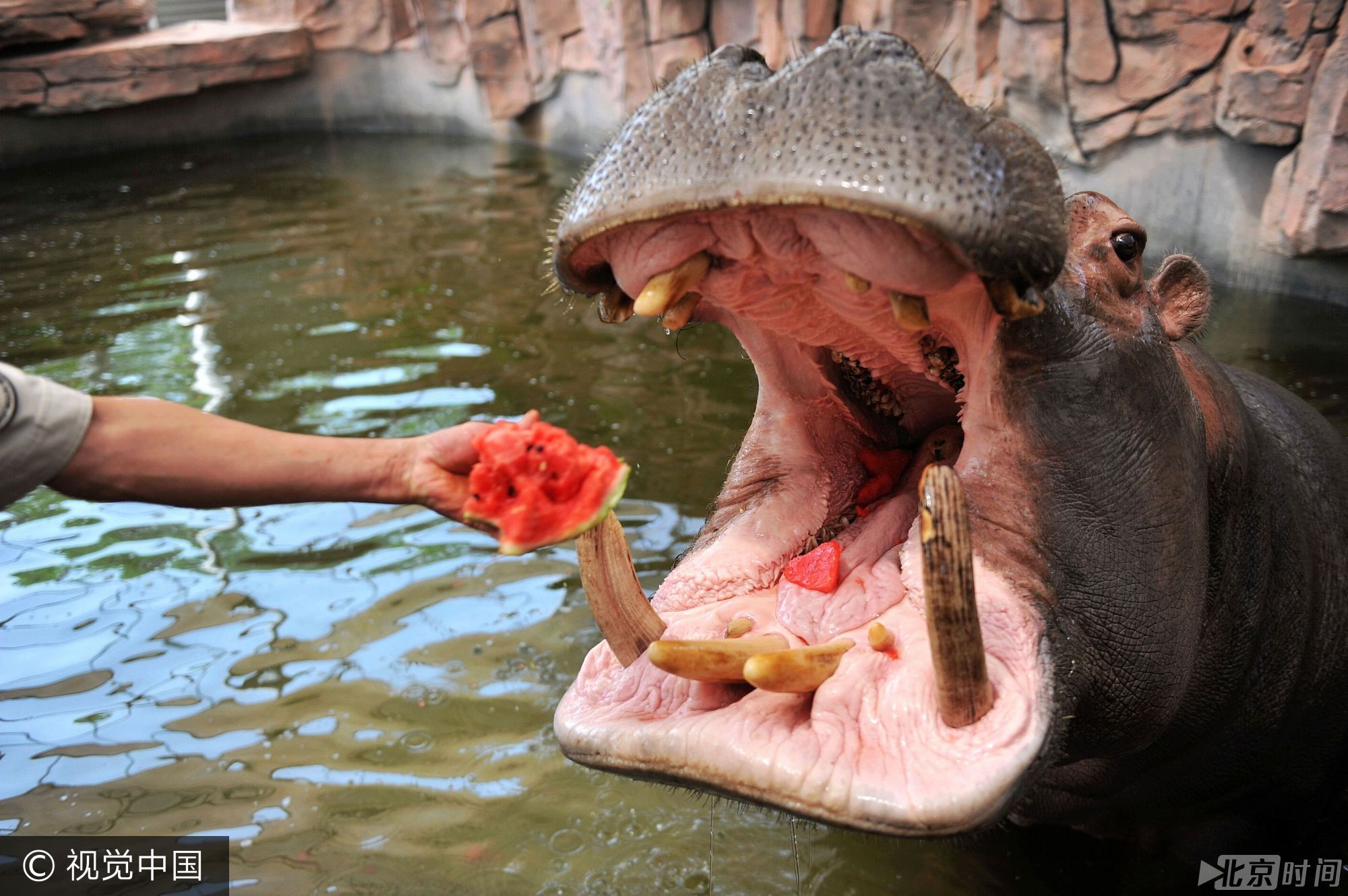 活久见！动物园河马泡水池啃西瓜 尽享夏日清凉