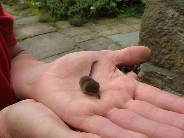全球最小的动物图片
