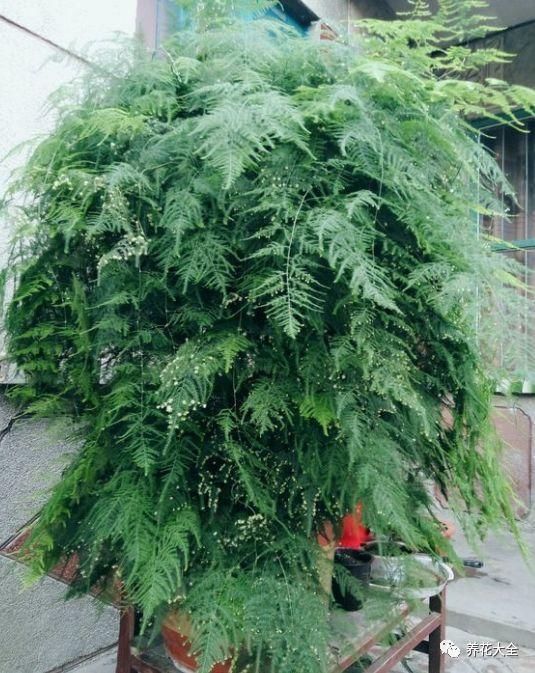 养花大全 说起文竹