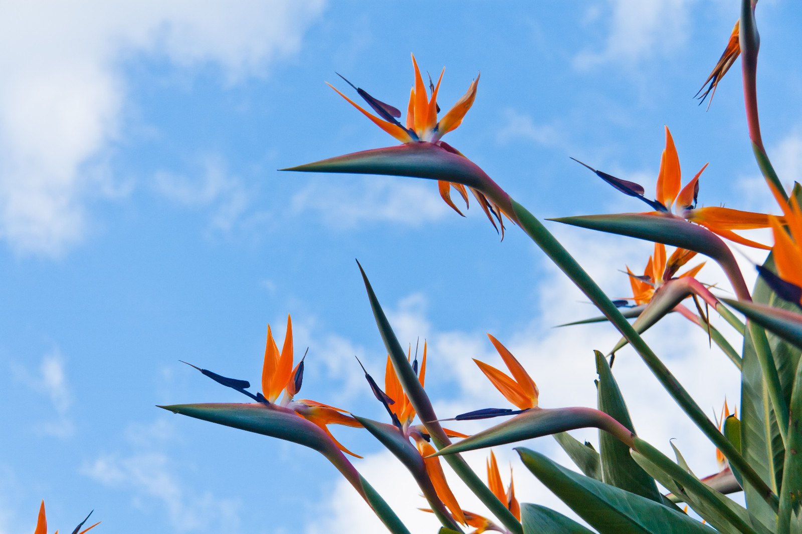 【新西兰移民包成功】2017澳洲创业移民条件