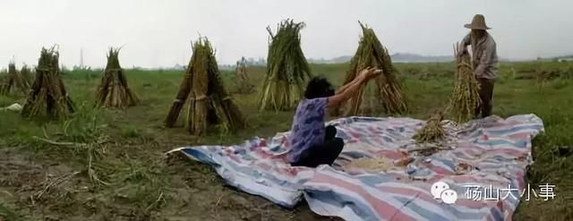 为什么砀山农村这么多空房子没人住!知道原因