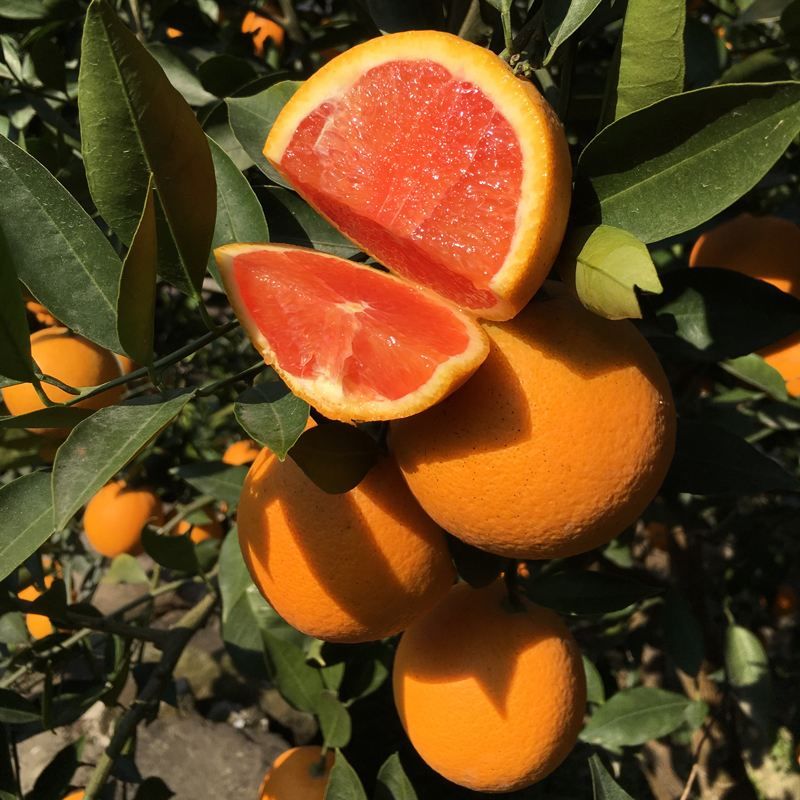 通知!这几种水果女人尽量少吃,吃多了会越来越