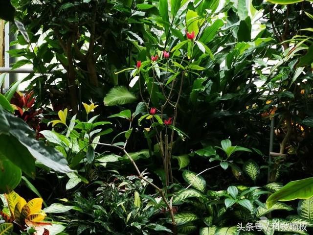 华为 P20 Pro VS诺基亚Lumia1020:穿越时空的