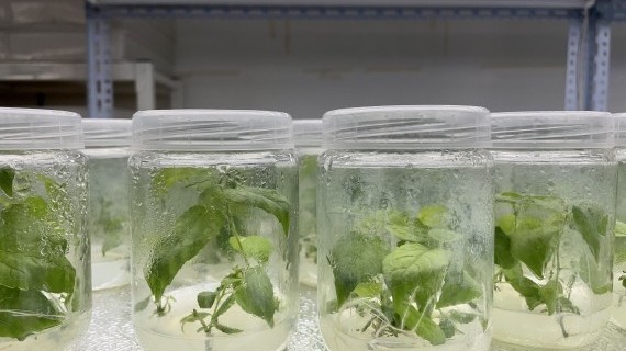 “白毛毛”满天飞,怎么治?怎么防? “白毛毛”满天飞,怎么治?怎么防?