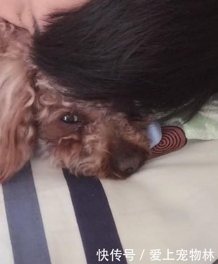 家里的狗突然不理我了,也不知道为什么直到有