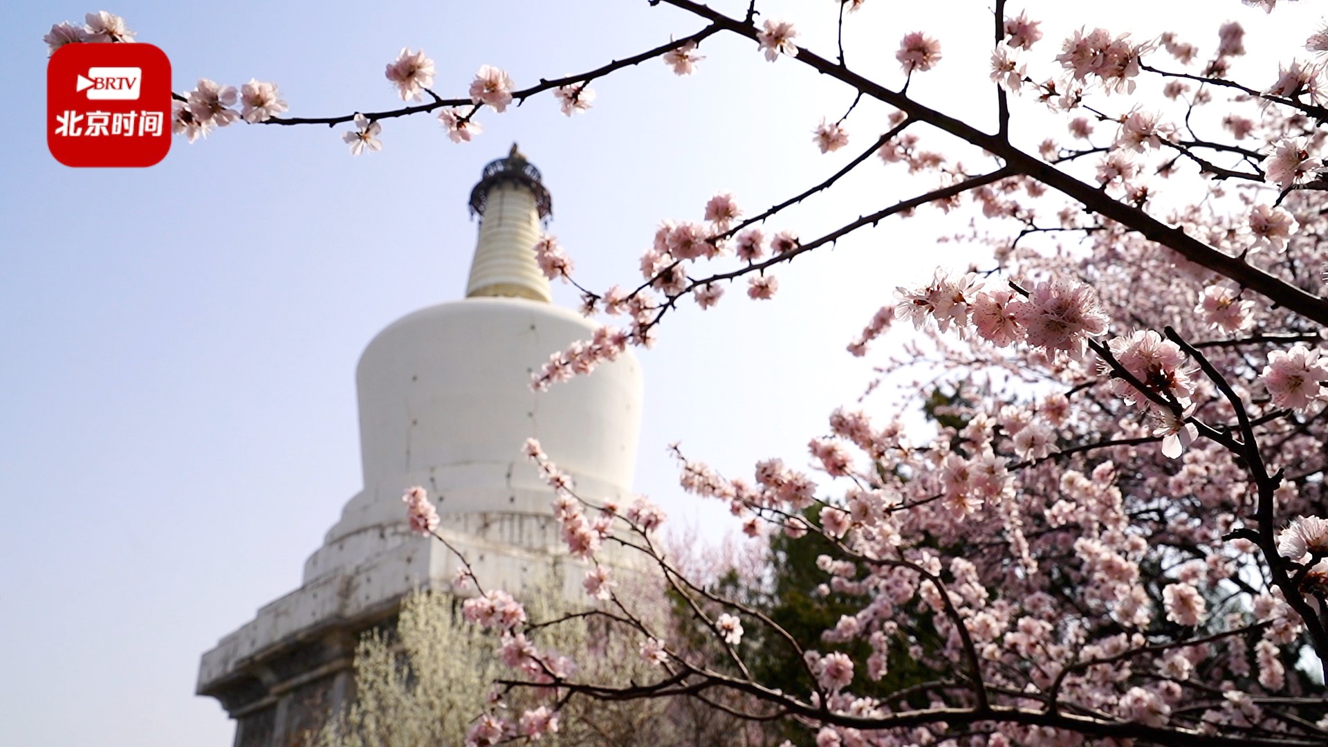 北海公园山桃花绽放 与白塔交相辉映春意盎然