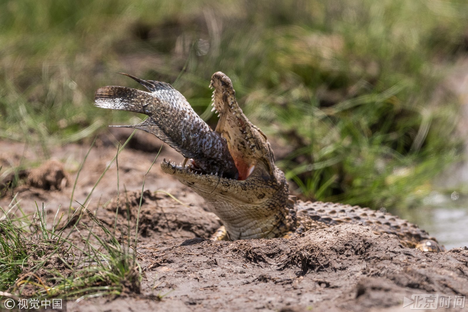 心力交瘁!实拍肯尼亚鳄鱼吞食大鱼全程高能 “一口闷” 心力交瘁!实拍肯尼亚鳄鱼吞食大鱼全程高能 “一口闷”