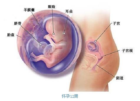 三个月孕妇肚子会有多大?孕肚决定胎儿体重吗