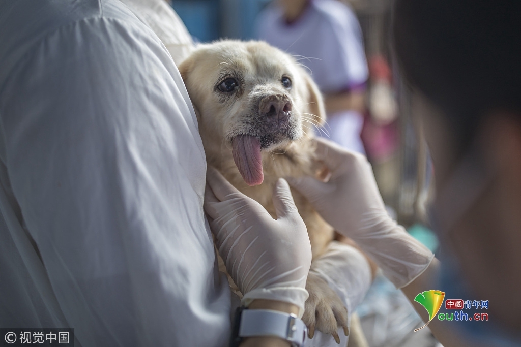 广州一动物医院免费给社区流浪狗打狂犬疫苗