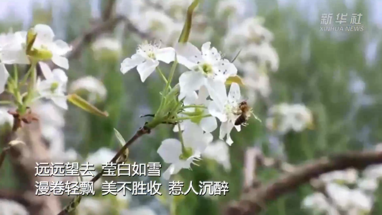 漫卷轻飘梨花雨  莹白如雪惹人沉醉