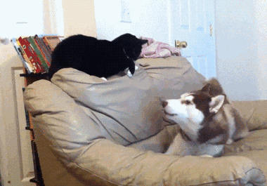 380_265gif 动态图 动图