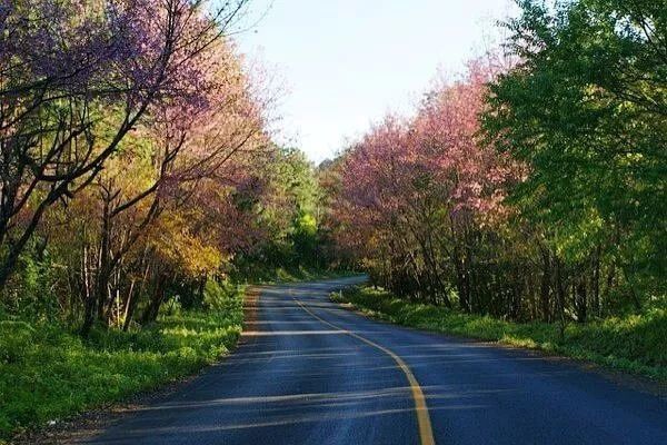 2018第一树樱花已开!2月底更新今年日本赏樱