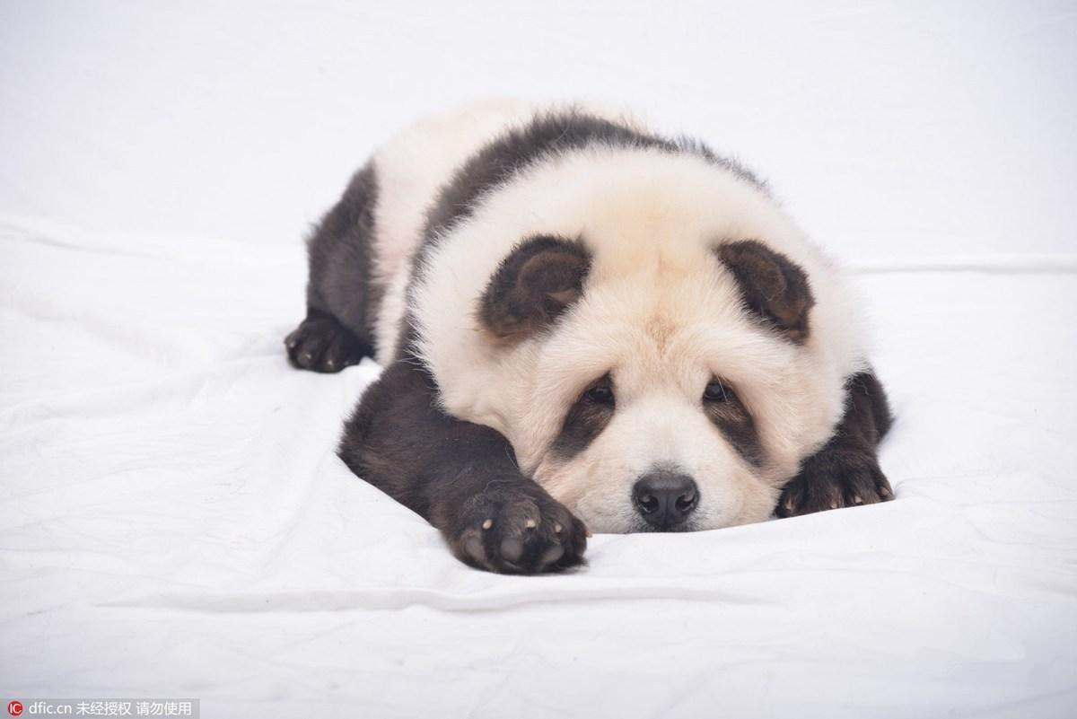 据报道，狗主人强调涂在松狮犬身上的染剂是属于安全染料，也是狗专用的有机染色剂，纯天然且非常安全。