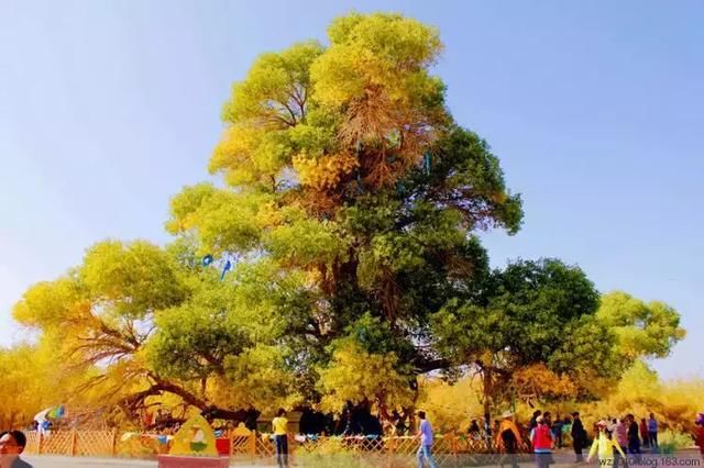 内蒙古一"神树"入选"中国最美古树",快看看是哪一株?