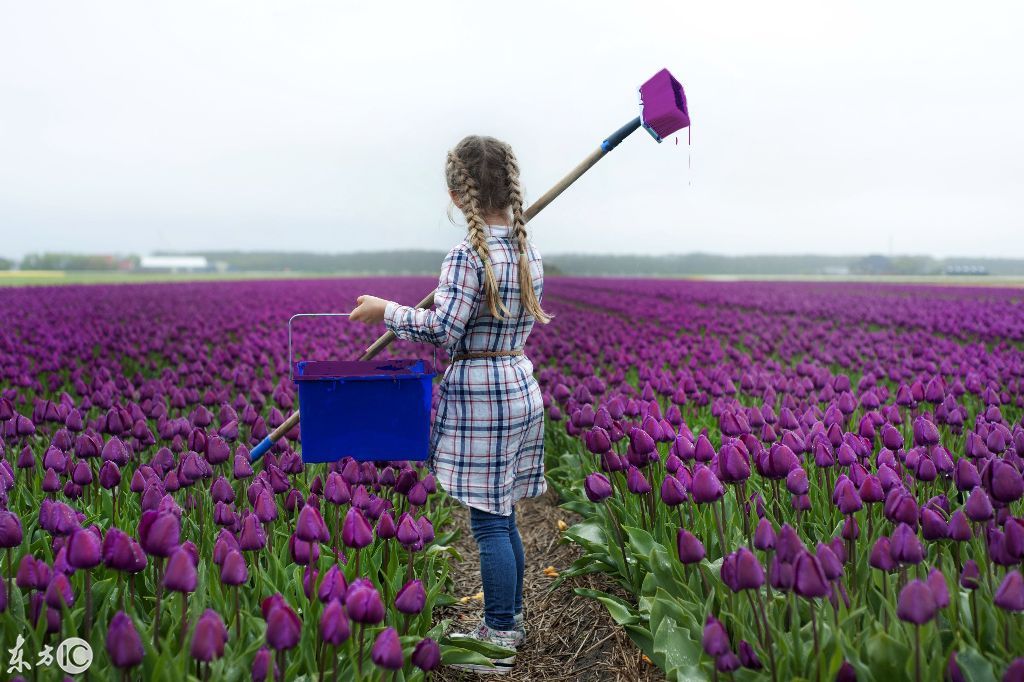 关于荷兰郁金香的美丽传说:浪漫国度的象征,梦
