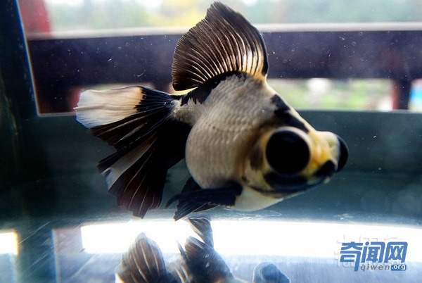 第一次听说居然还有 第一次听说居然还有