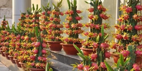 200元一棵的盆栽果树,未来前景有多大?