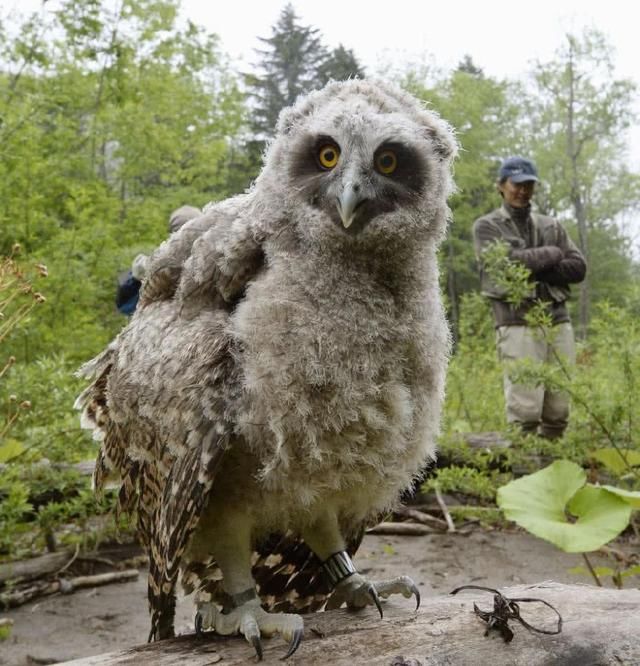 它们是世界上最大的猫头鹰,同时也是比大熊猫还稀有的野生动物!