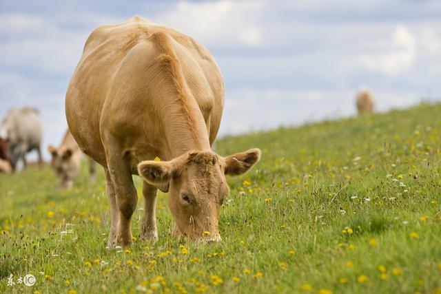 73属牛人的后10年,吓到你尖叫,准到我都哭了
