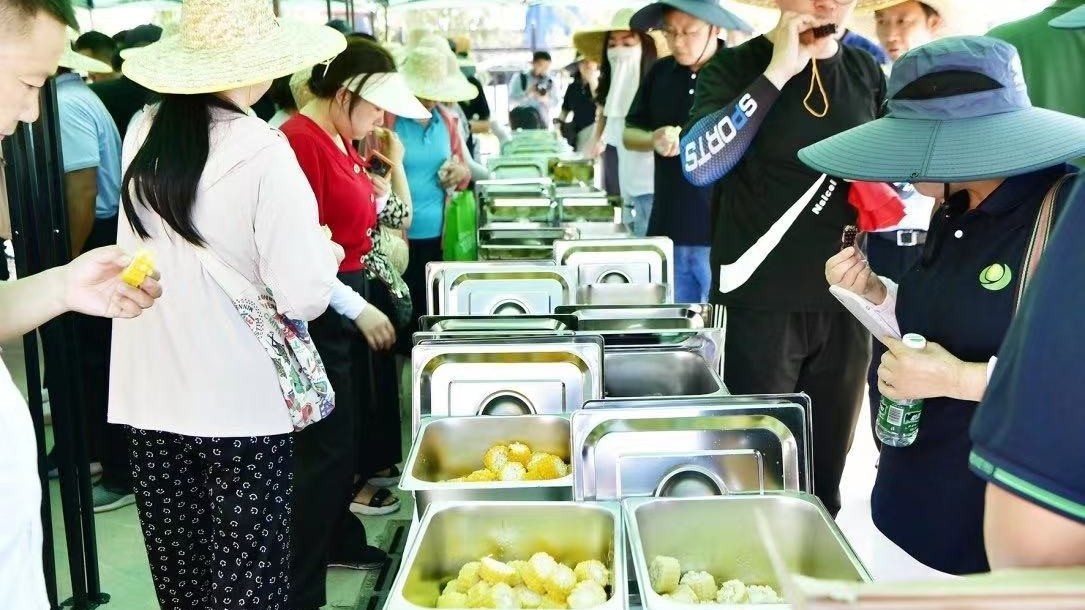 百余种鲜食玉米“摆擂”副中心