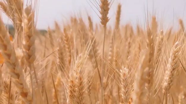 丰收了!直击“江淮粮仓”夏收现场,小麦产量有望创历史新高! 丰收了!直击“江淮粮仓”夏收现场,小麦产量有望创历史新高!