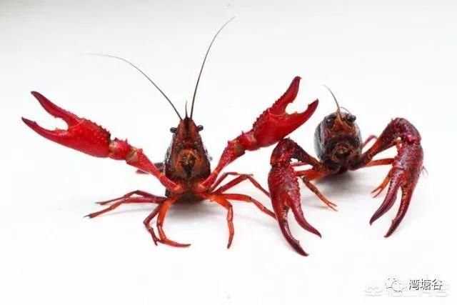 小龙虾吃什么食物?