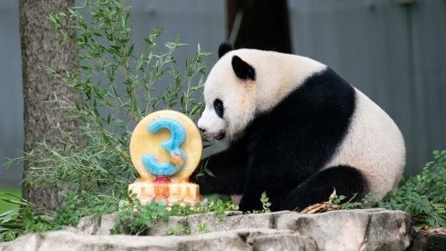 大熊猫幼崽“小奇迹”在美国迎来3岁生日 将于年底回国