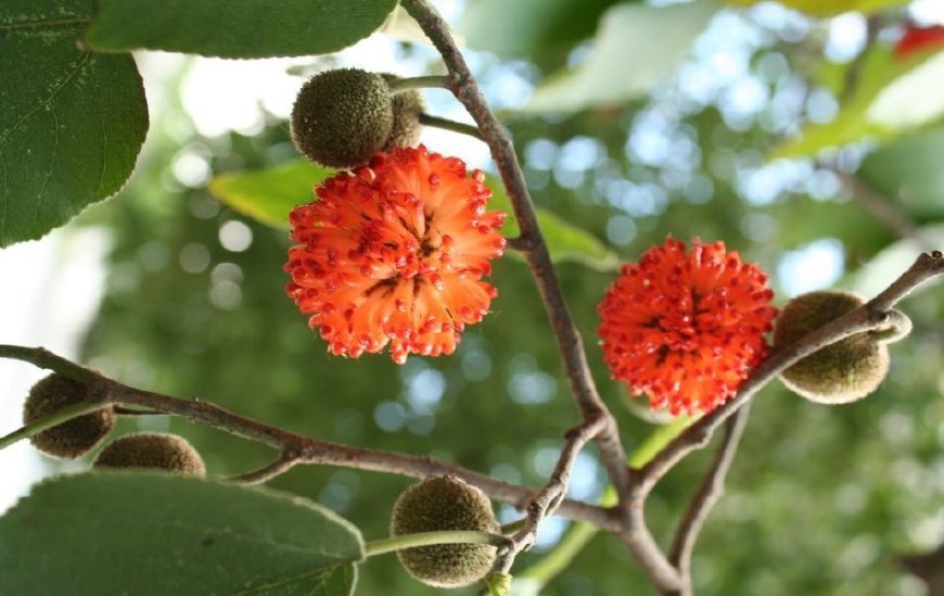这野果长得像杨梅,古人称它是肾之果,却烂在