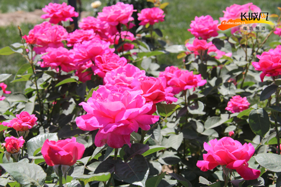 10万余株靓花绚丽绽放 首届京津冀月季博览会开幕