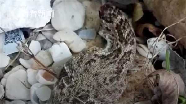 “断头蛇”数小时不死 男子被反咬手部险丧命