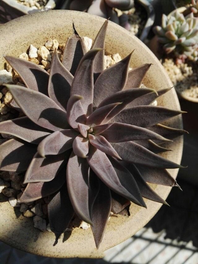 不看这个方法,你就养不好你的多肉植物贝飞达!