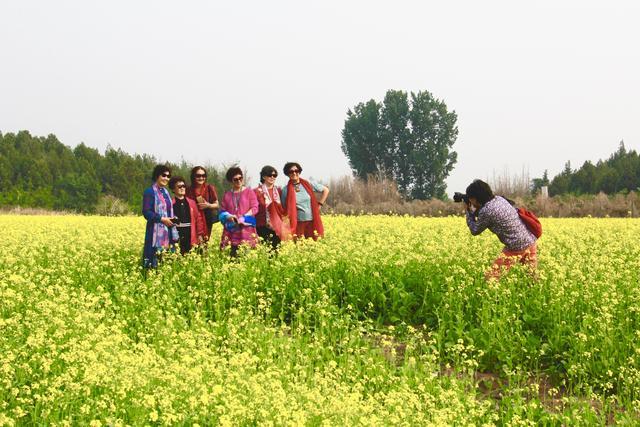 顺义这地方花海“田无一垛不黄花”,美得不像话 顺义这地方花海“田无一垛不黄花”,美得不像话