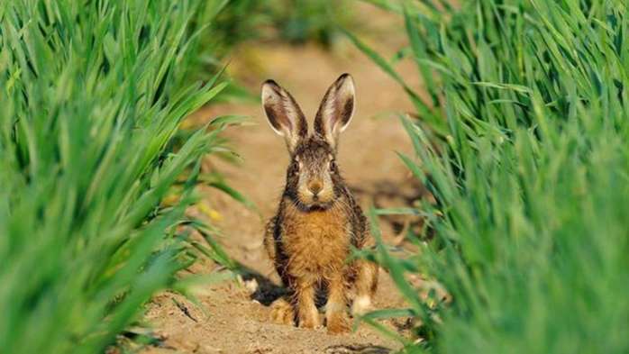 2018年最赚钱的六个农业养殖项目, 您了解几个