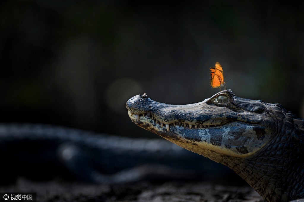蝴蝶偏爱“鳄鱼的眼泪” 吸吮盐分补充营养