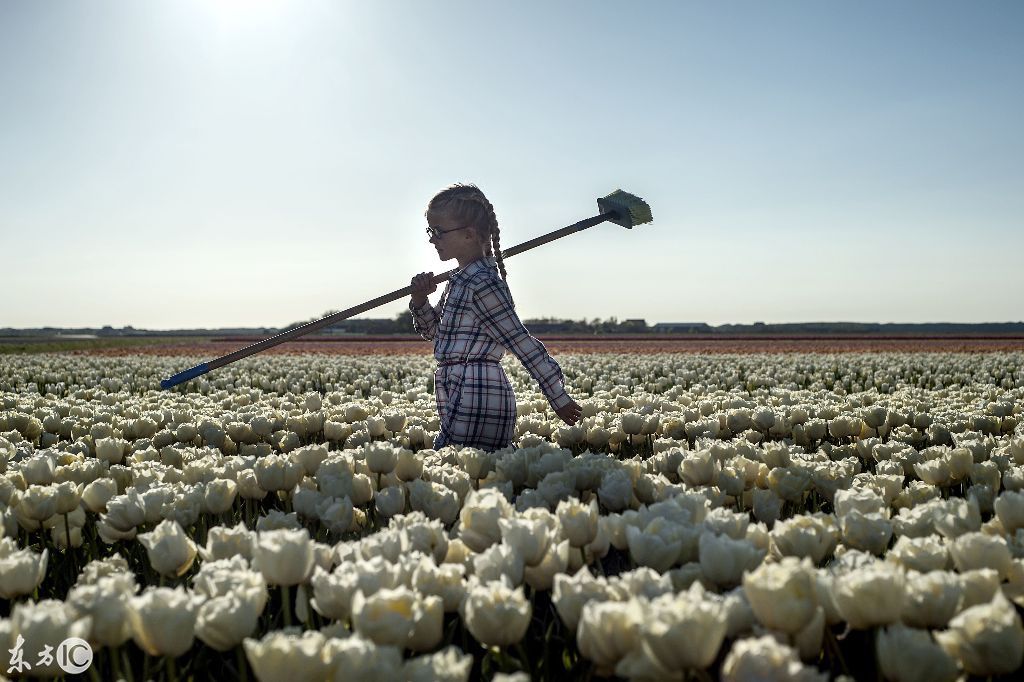 关于荷兰郁金香的美丽传说:浪漫国度的象征,梦