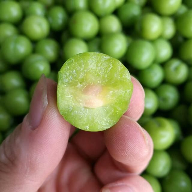 广西珍珠三月脆李子嘎嘣脆这酸爽[色][色]可直接吃,腌酸等等