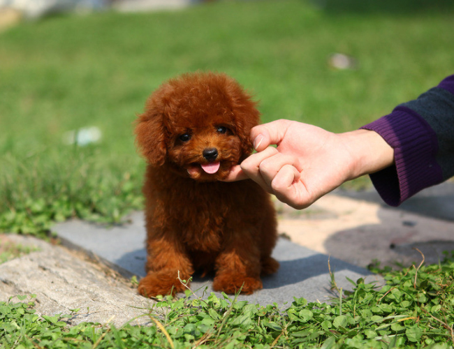 女白领接触泰迪犬从不洗手 眼睛被取出2厘米活虫