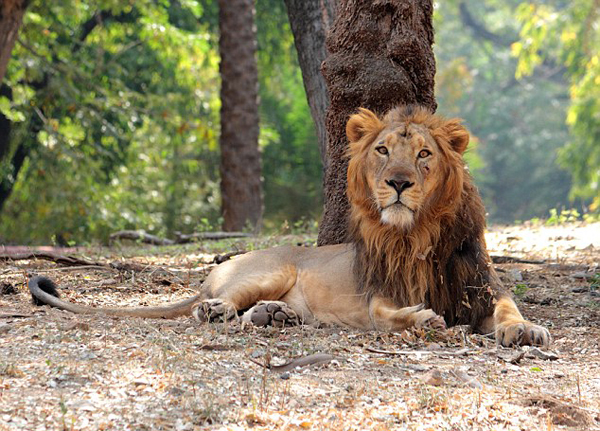 印度野狮连杀3人 警方为抓真凶怒捕18头狮子