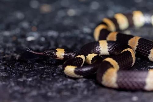 探访浙江天目山,寻找那里的两栖爬行类