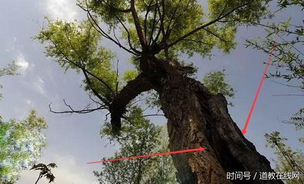 家宅中有此物,"脏东西"常来,岁岁有灾,家运凶险