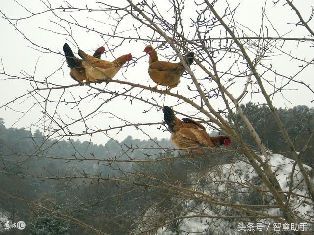 圈养草鸡舍的环境要求是什么?