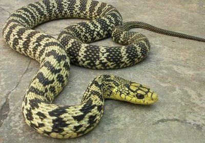 能吓走方圆十里毒蛇的无毒蛇,头带"王"字的大王蛇