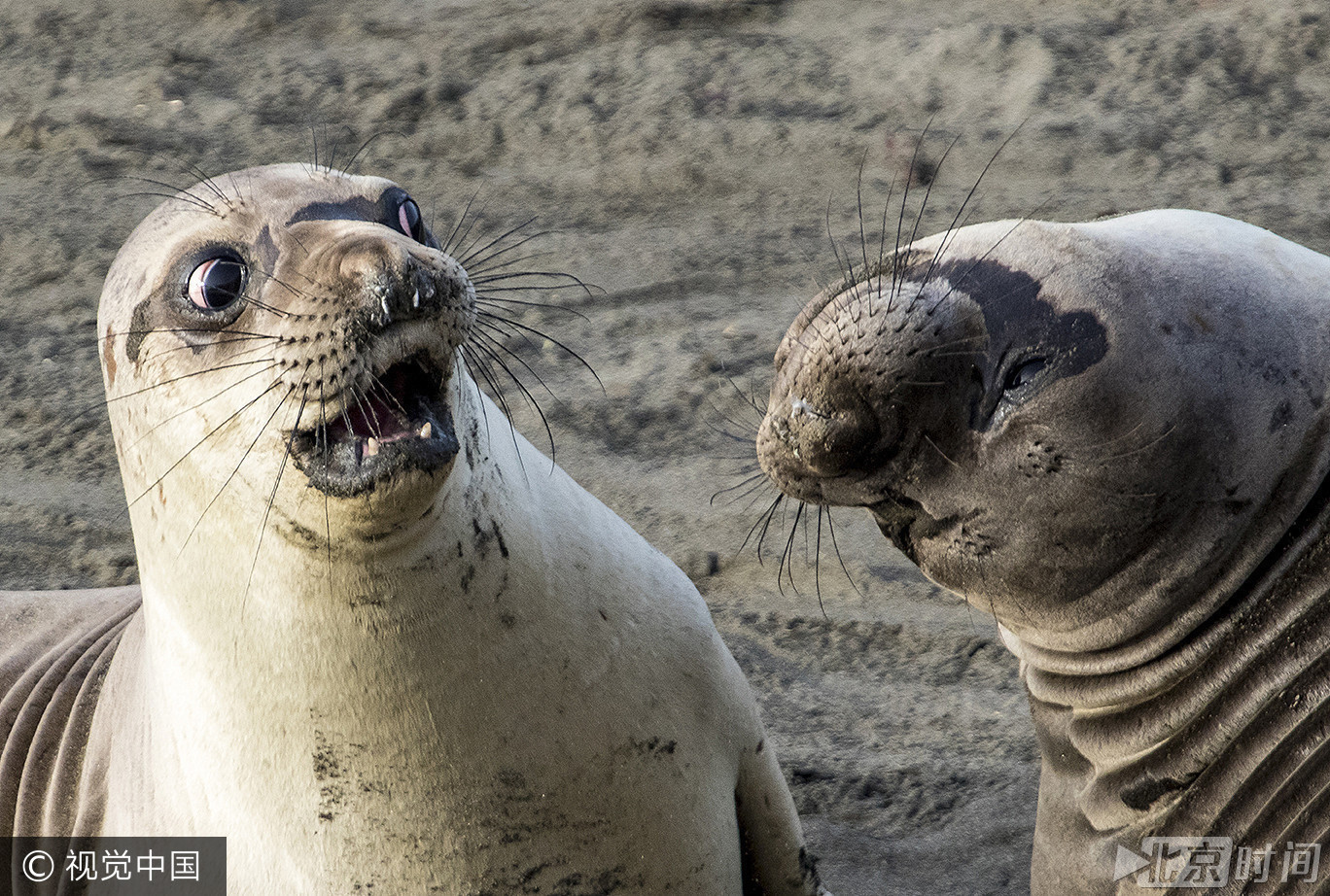 动物界的喜剧之王?功夫袋鼠or搞怪猫头鹰 动物界的喜剧之王?功夫袋鼠or搞怪猫头鹰