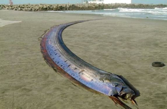 被发现在海滩上,体长达17米,是世界吉尼斯记录地球最长的有骨鱼类