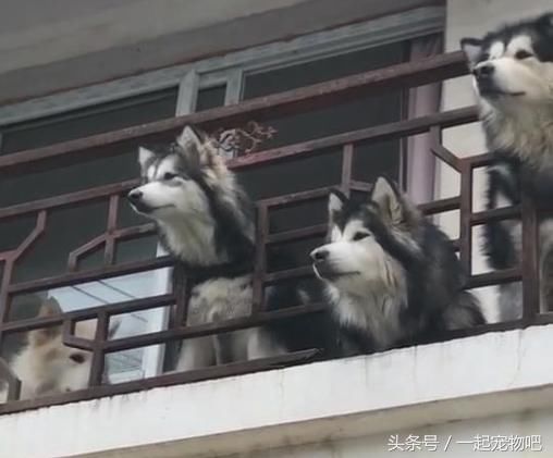 台晒太阳还向路人索要零食,网友:拆迁队改行敲诈