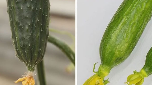 《快乐生活一点通》20180702凉拌黄瓜卷 《快乐生活一点通》20180702凉拌黄瓜卷